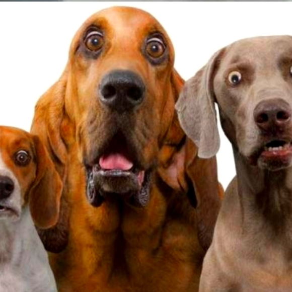 ALL OFFERS REASONABLE WILL BE CONSIDERED TODAY - Picture 1 of 1